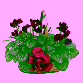 2 Cyclamen in Basket