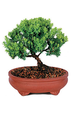 Green Mound Juniper Bonsai