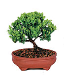 Green Mound Juniper Bonsai