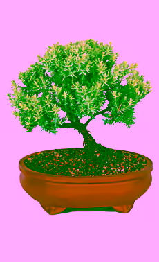 Green Mound Juniper Bonsai