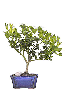Plum Bonsai