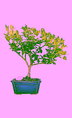 Plum Bonsai