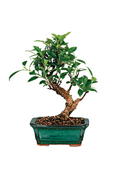 Golden Gate Ficus Bonsai