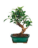 Golden Gate Ficus Bonsai
