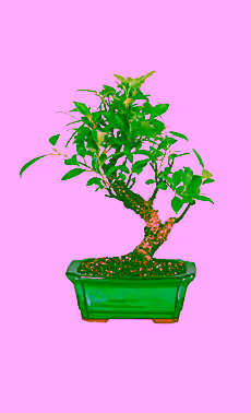 Golden Gate Ficus Bonsai