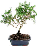 Rosemary Bonsai