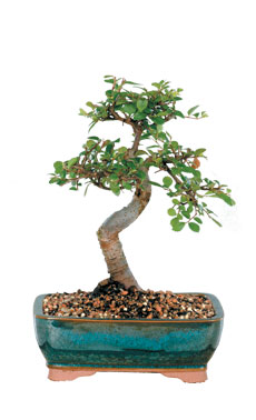 Chinese Elm Bonsai