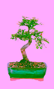 Chinese Elm Bonsai