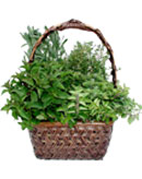 White Handle Herb Basket