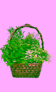 White Handle Herb Basket
