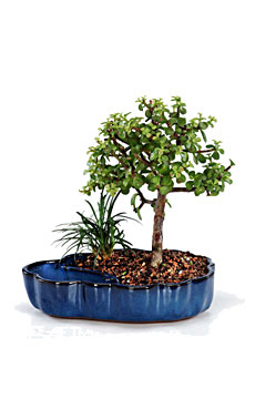 Dwarf Jade Bonsai