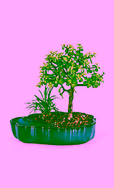 Dwarf Jade Bonsai
