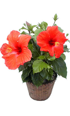 Hibiscus