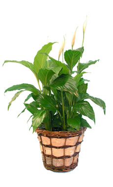 Peace Lily