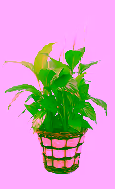Peace Lily