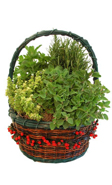 Herb Berry Basket