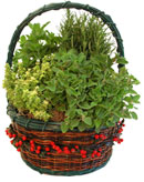 Herb Berry Basket