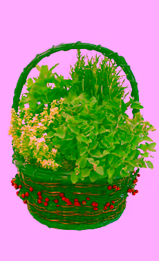Herb Berry Basket