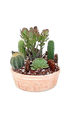 Mini Cactus Garden