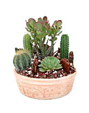 Mini Cactus Garden