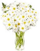 White Daisies