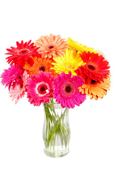 Gerbera Daisies