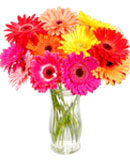 Gerbera Daisies