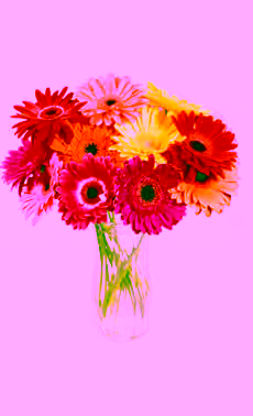 Gerbera Daisies