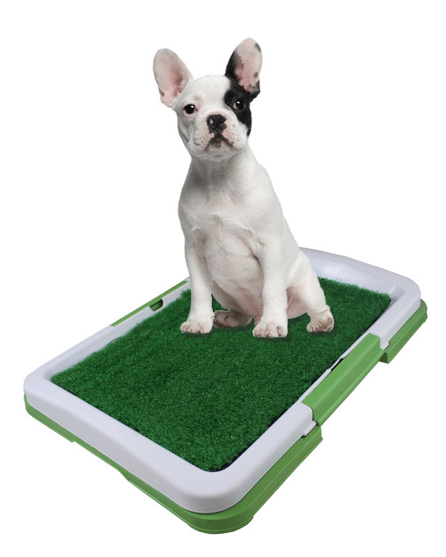 potty pad