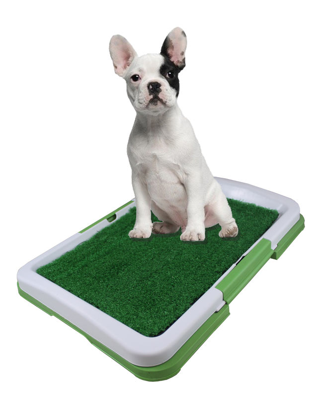 dog potty pad