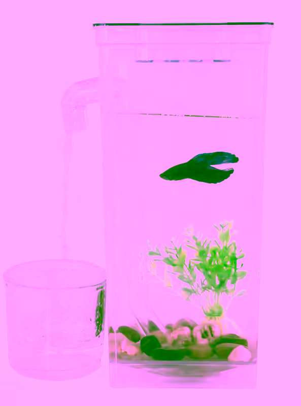 Fun Self Cleaning Fish Tank
